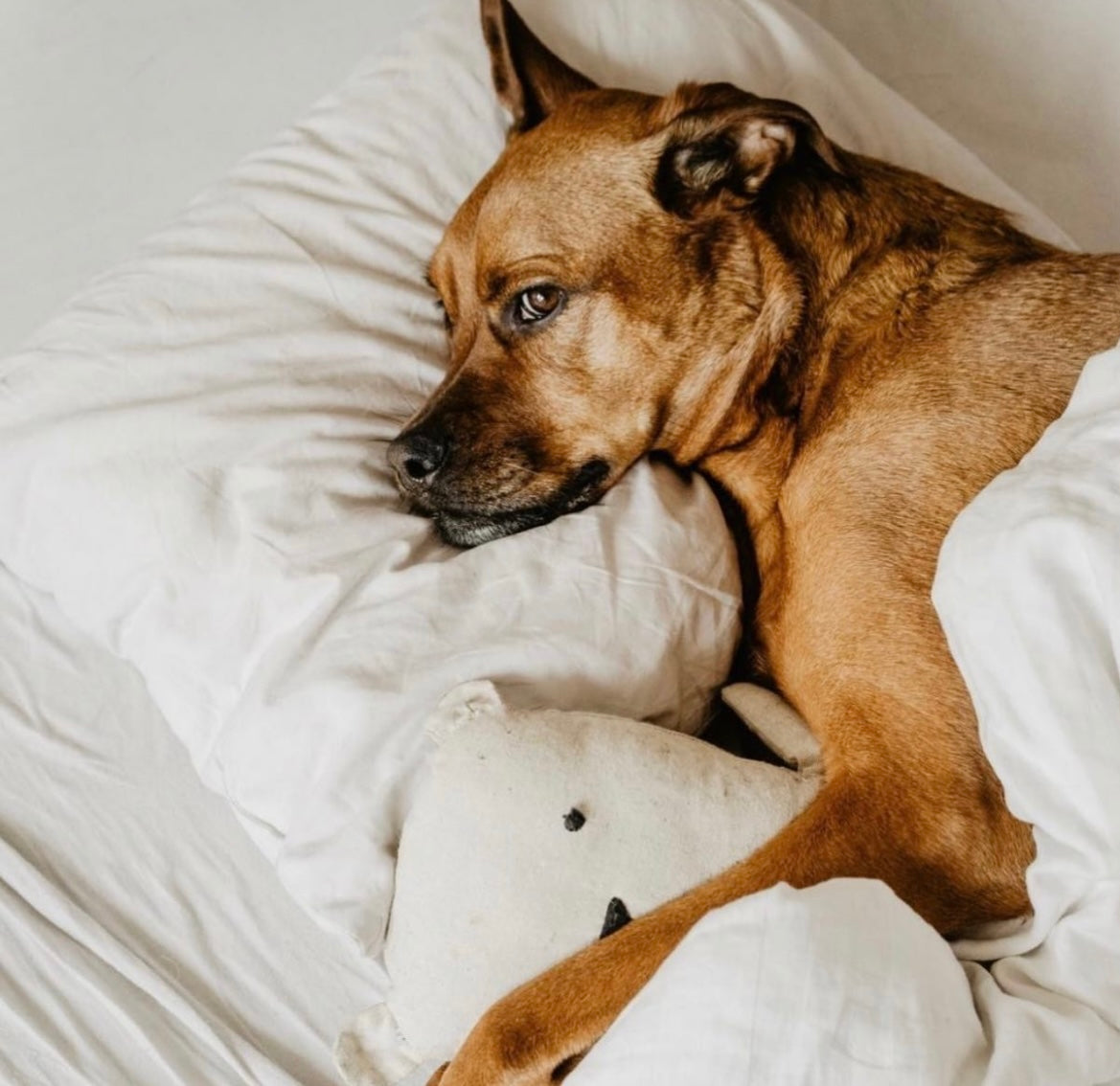 Melatonin, compounded prescription or OTC?