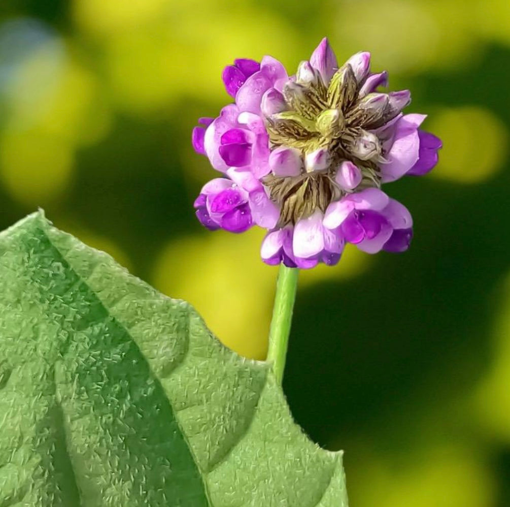 Bakuchiol (Ba-koo-che-ol) is it really better than retinol ?