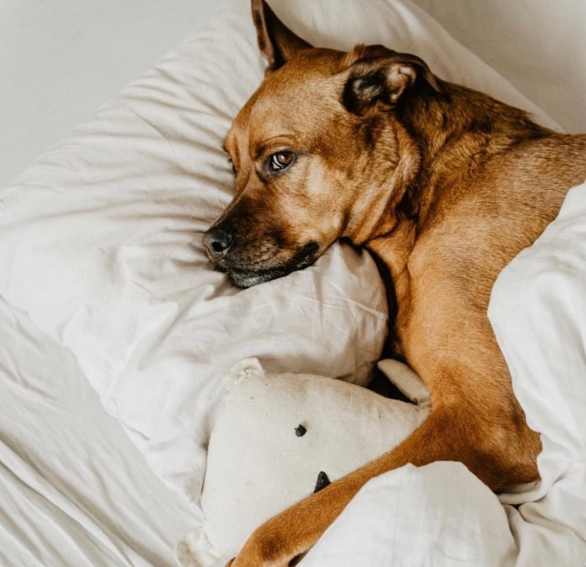 Peri-menopause series : Why can’t I sleep ?