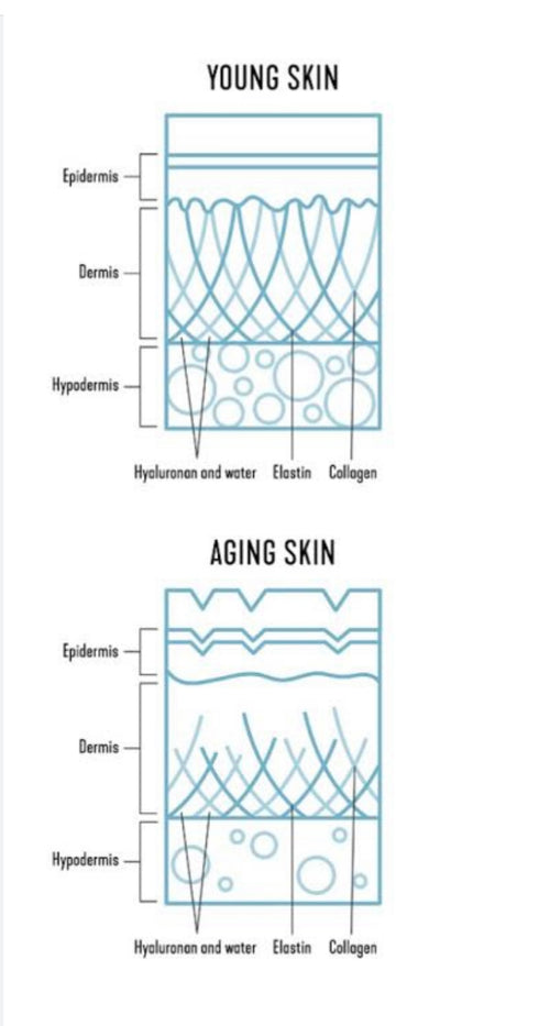 Plumped Eternal anti-ageing formula